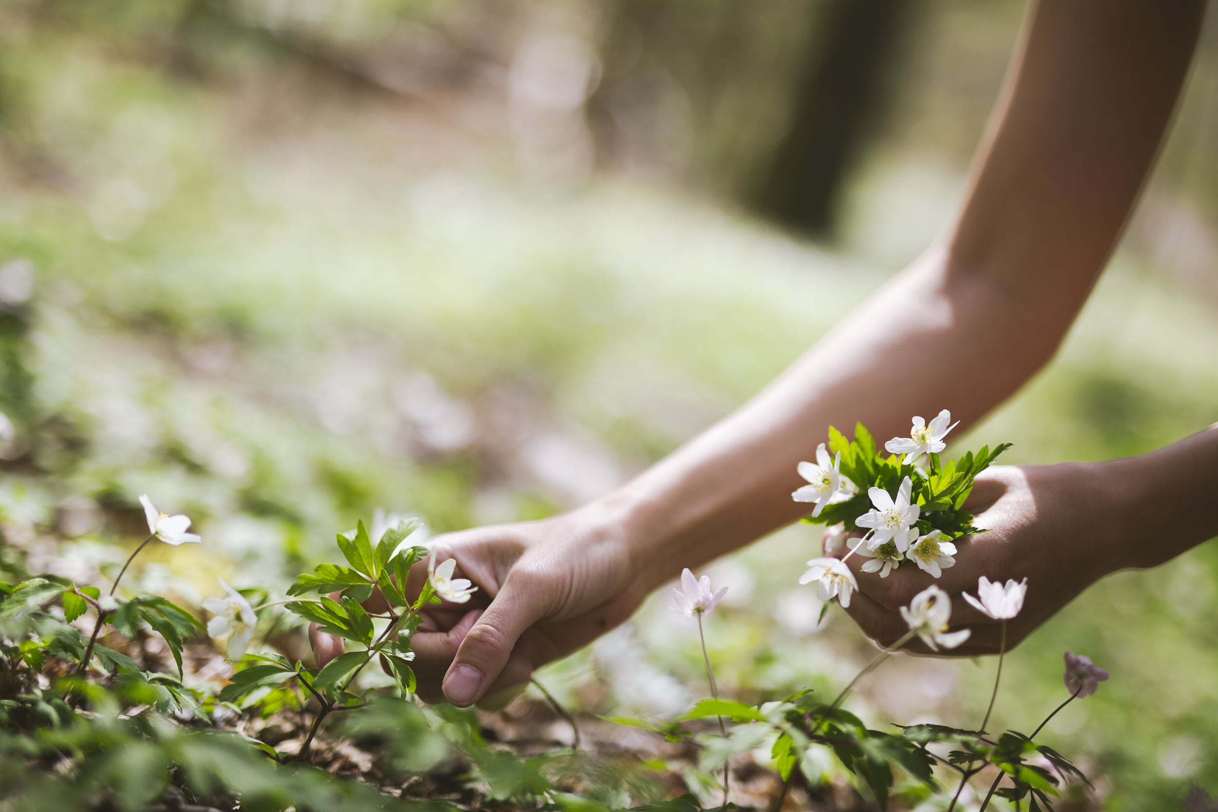 En kvinne plukker hvitveis i skogen